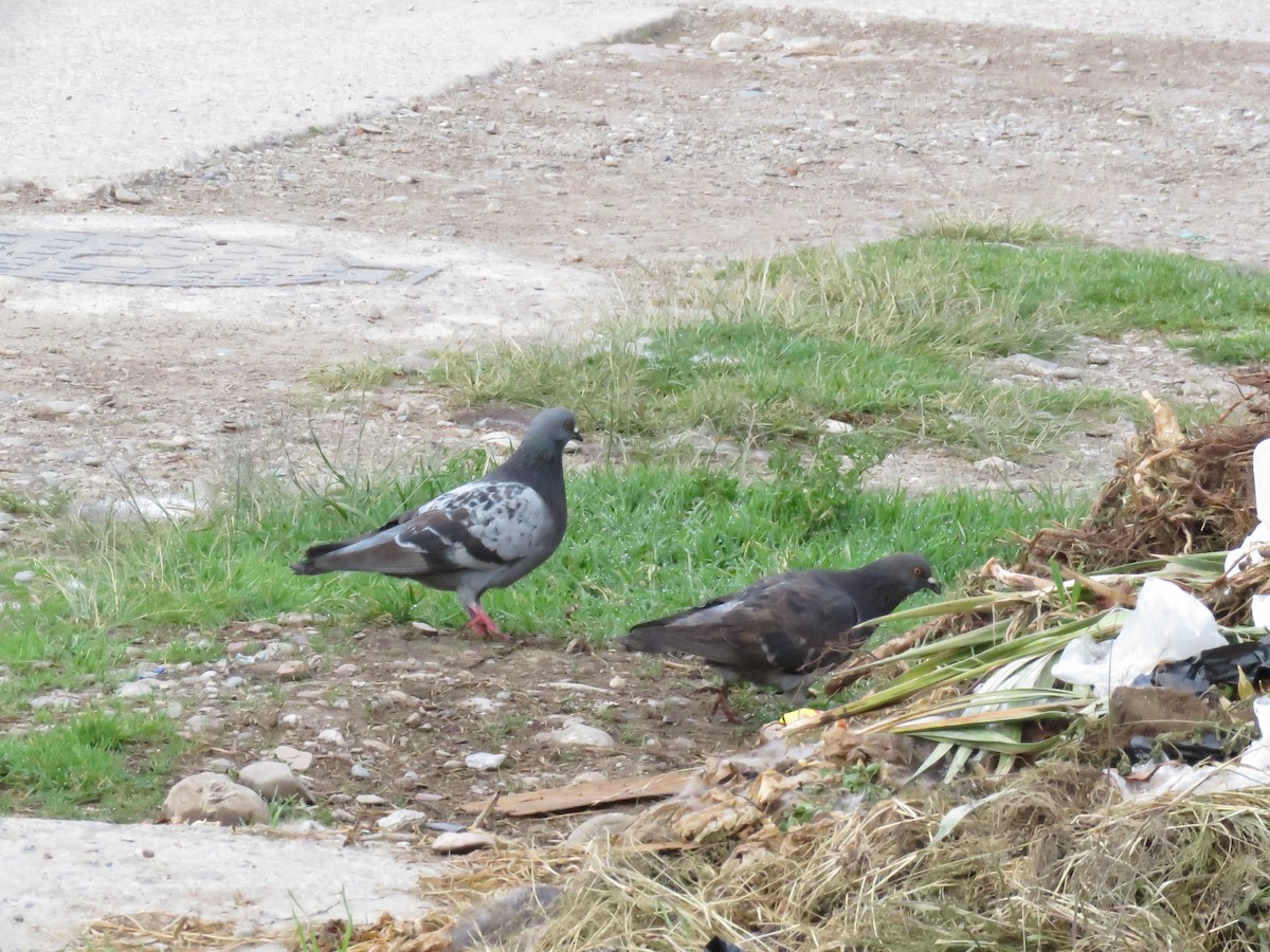 Rock Pigeon (Feral Pigeon) - ML302073111