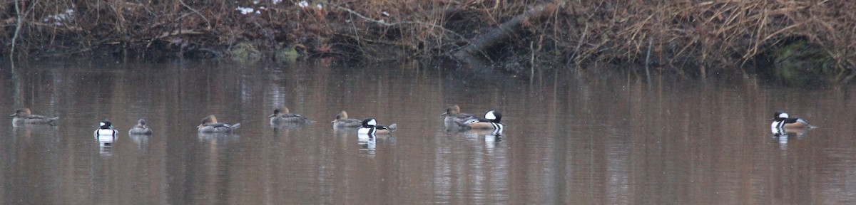 Hooded Merganser - ML302073391