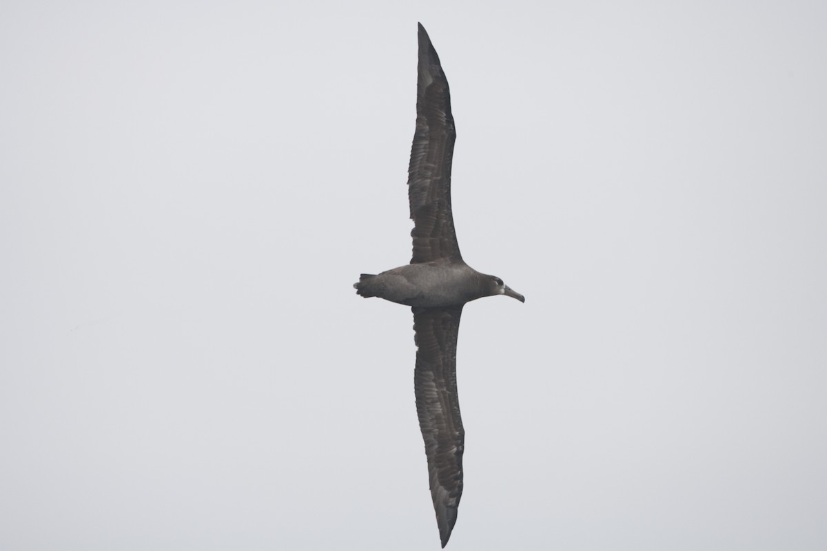 Black-footed Albatross - ML30207441