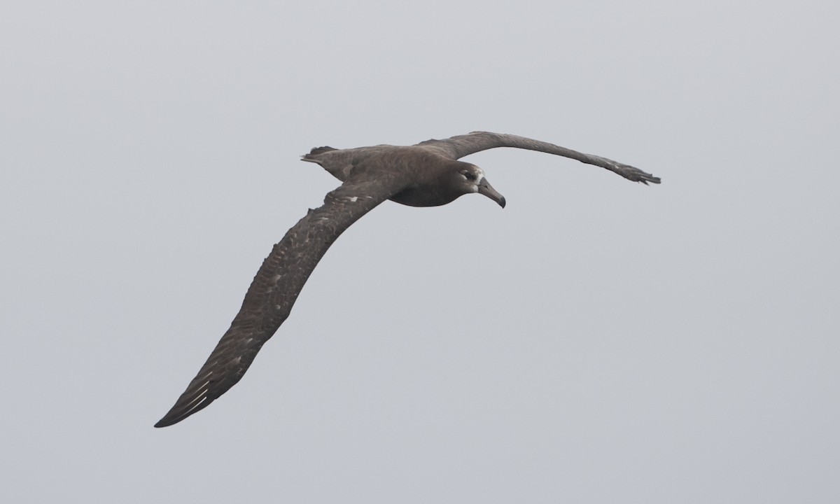 Albatros à pieds noirs - ML30207451