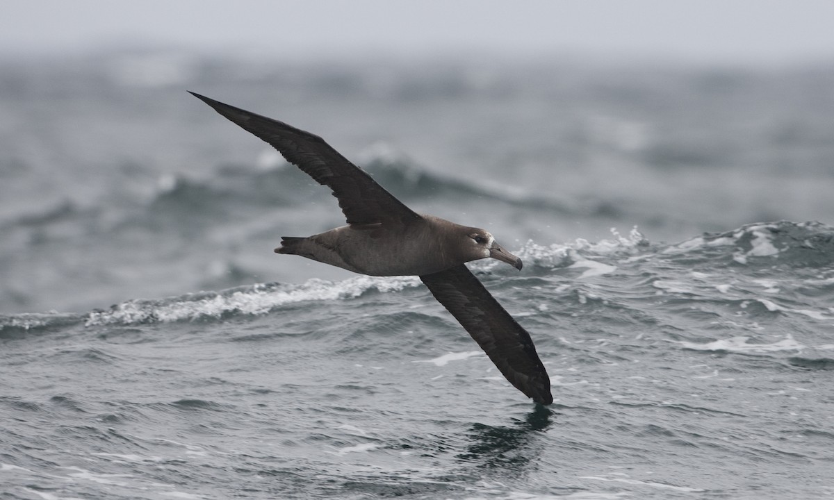 Black-footed Albatross - Brian Sullivan