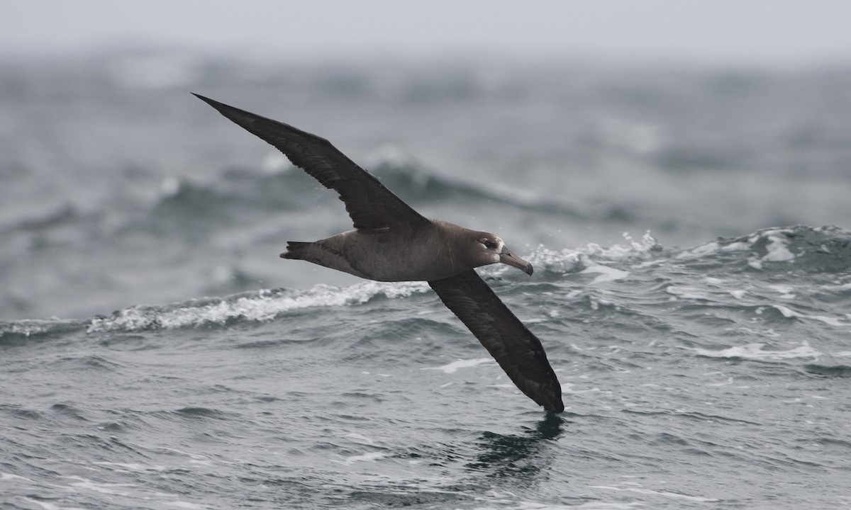 Albatros à pieds noirs - ML30207461