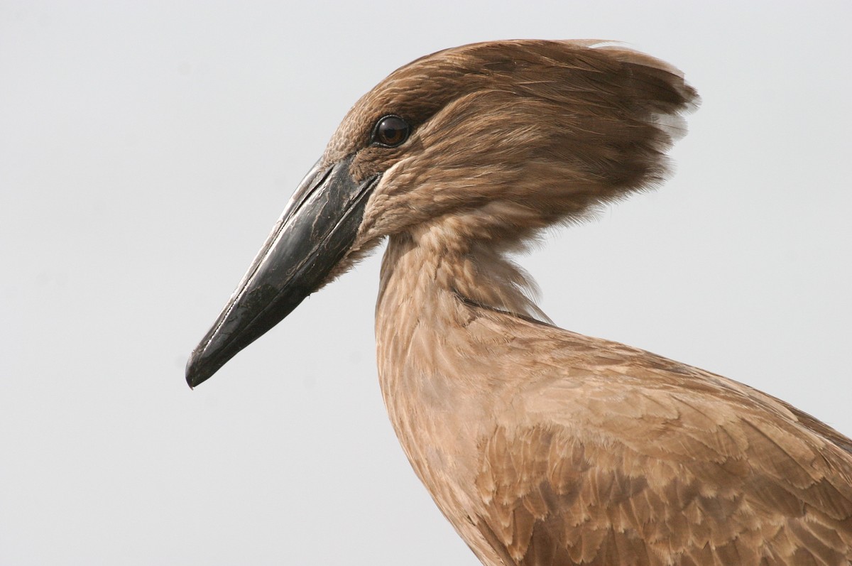 Hamerkop - ML302074951