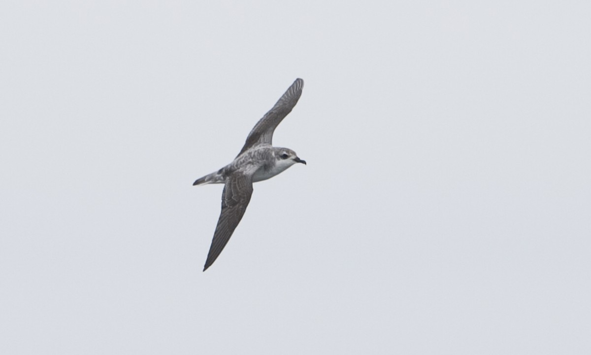 Cook's Petrel - ML30207541