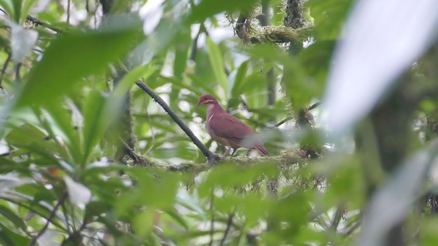 Ruddy Quail-Dove - ML302075441