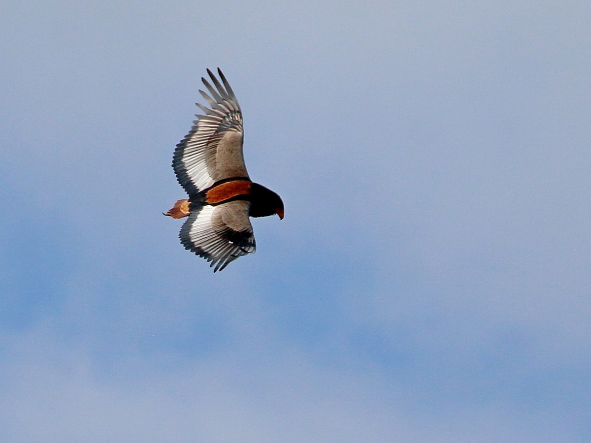 Bateleur - ML302075481
