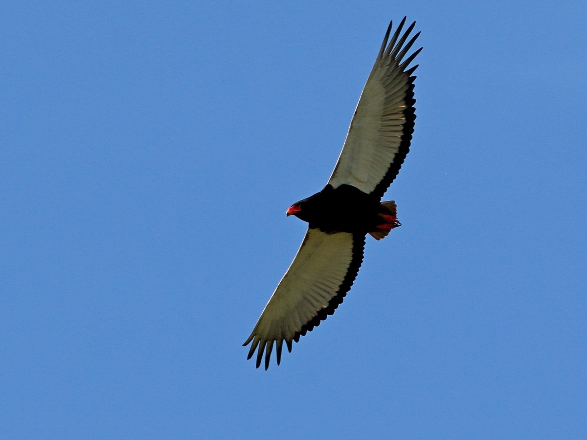 Bateleur - ML302075531