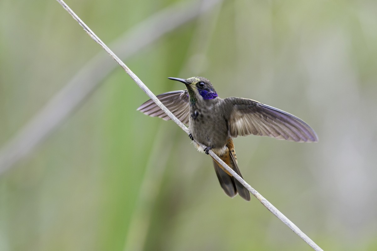 kolibřík fialovouchý - ML302076161