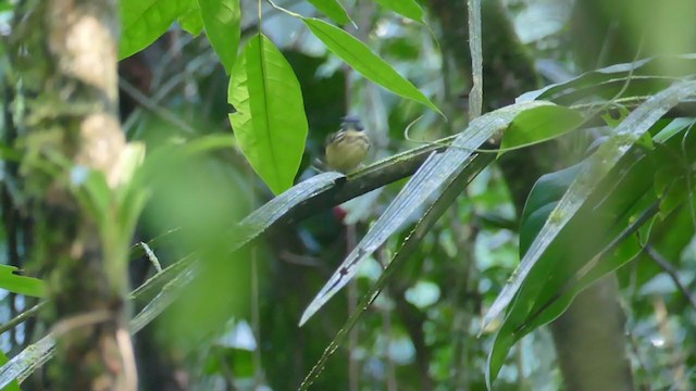 Spot-backed Antbird - ML302076521