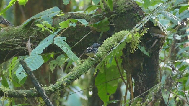 Spot-backed Antbird - ML302076551