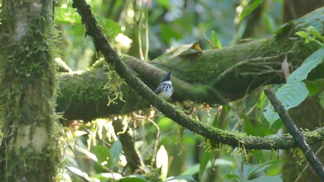 Spot-backed Antbird - ML302076591