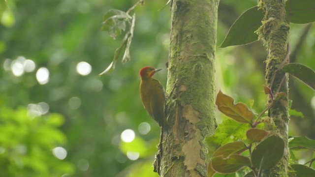 White-throated Woodpecker - ML302076931