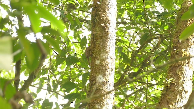 Ocellated Woodcreeper - ML302077481