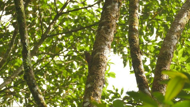 Ocellated Woodcreeper - ML302077501