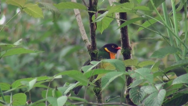 Orange-breasted Fruiteater - ML302079881