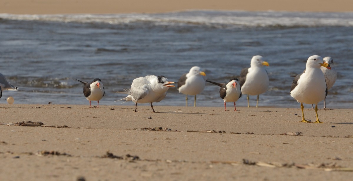 Royal Tern - ML30208071