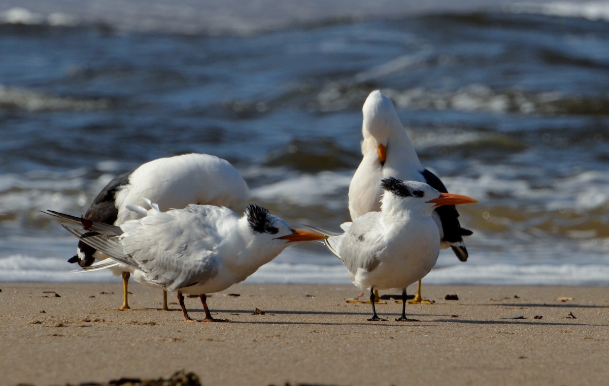 Royal Tern - Pablo G. Fernández🦅