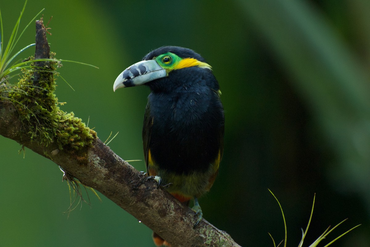 Spot-billed Toucanet - Andreas Kostic