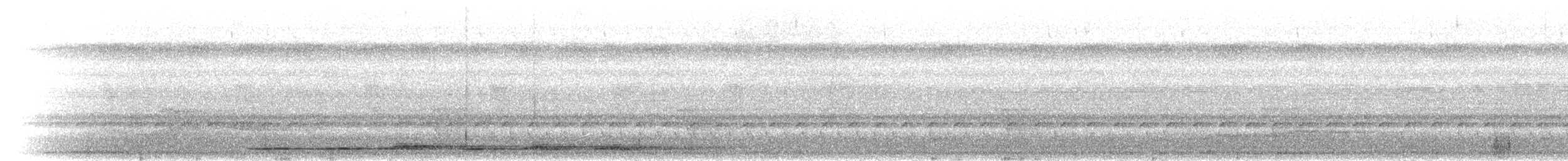 Grallaire tachetée (macularius) - ML302082