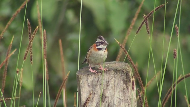 Rufous-collared Sparrow - ML302082081