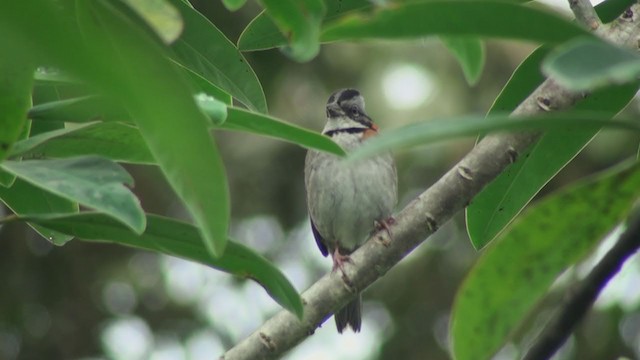 Rufous-collared Sparrow - ML302082931