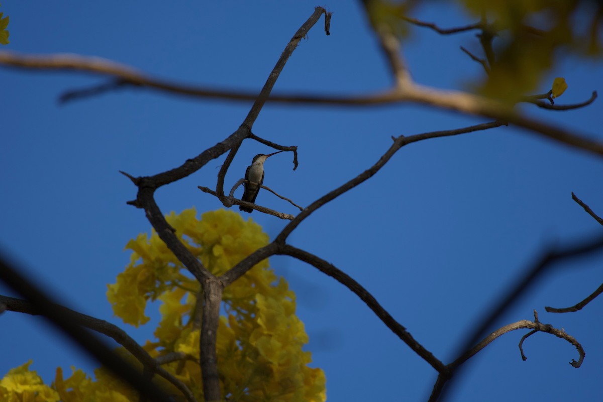 Green-fronted Hummingbird - ML302085021