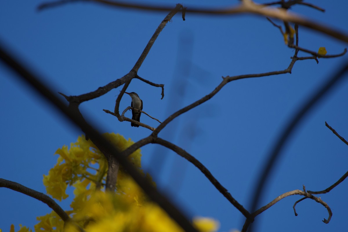 Green-fronted Hummingbird - ML302085031