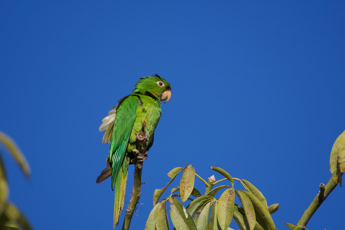 Green Parakeet - Johan Bergkvist
