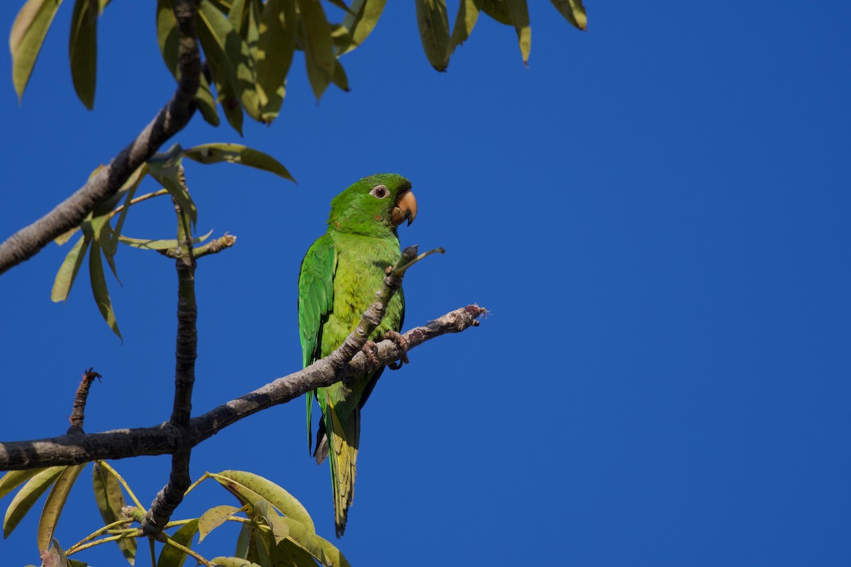 Meksika Yeşil Papağanı - ML302085141