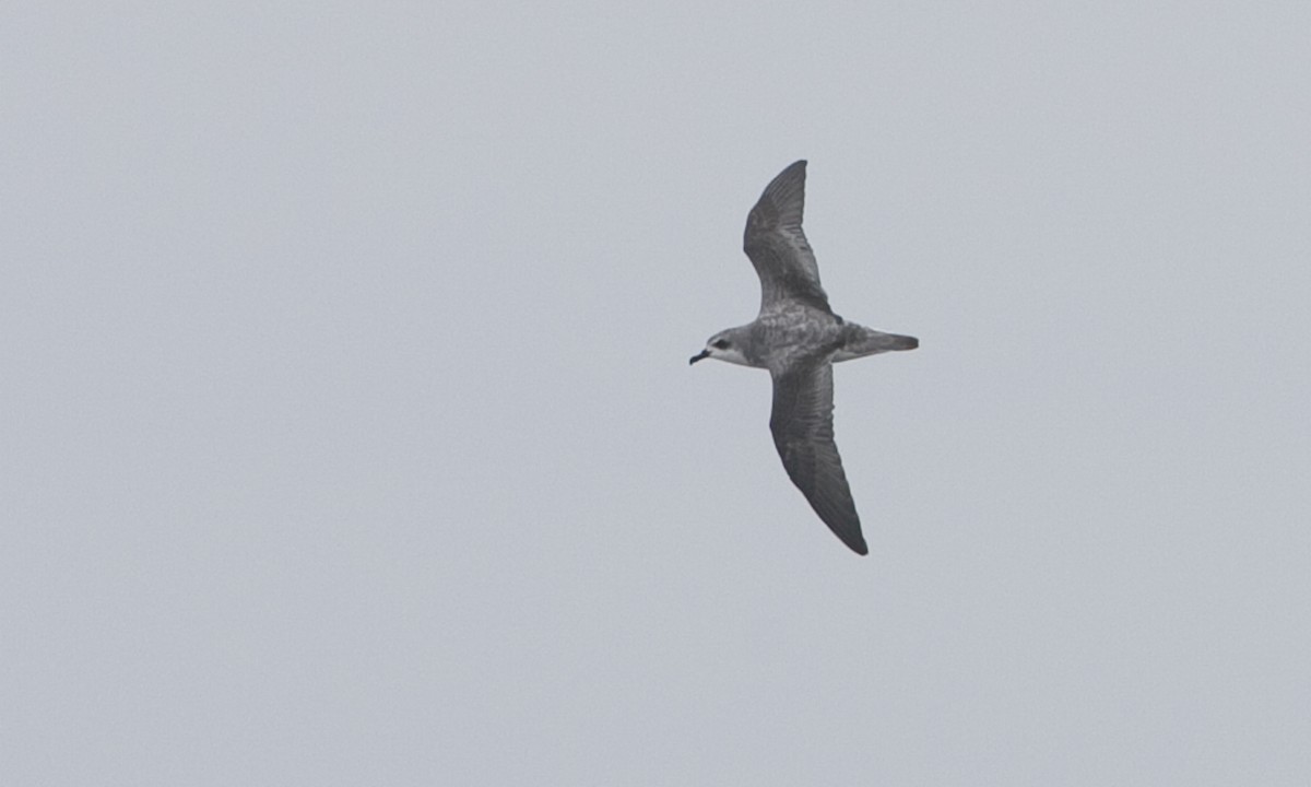 Cook's Petrel - ML30208521