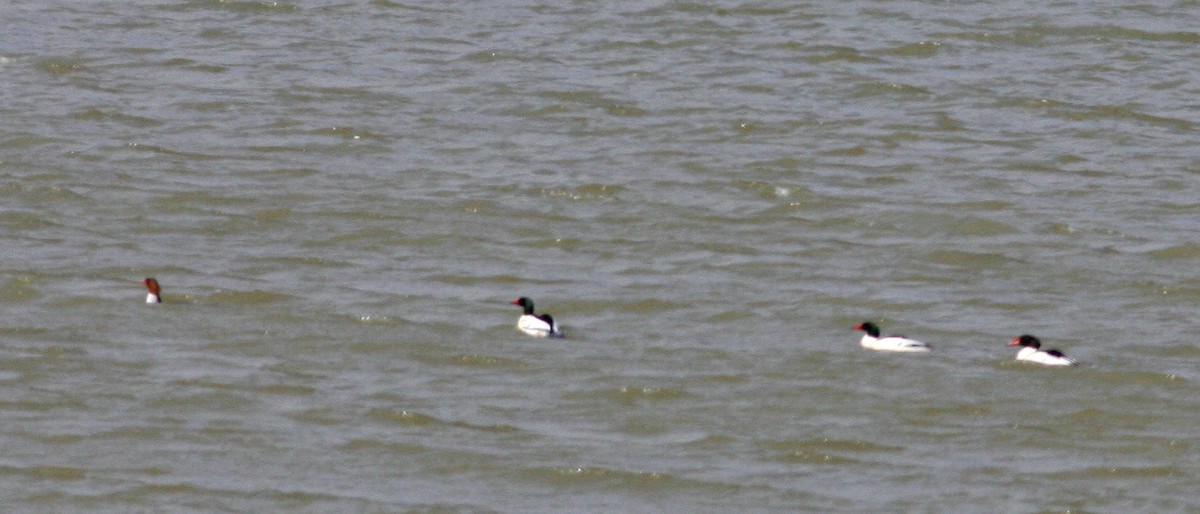 Common Merganser - ML302085281