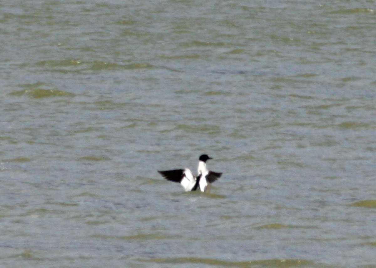 Common Merganser - ML302085321