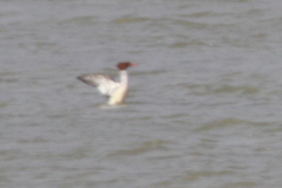 Common Merganser - ML302085441