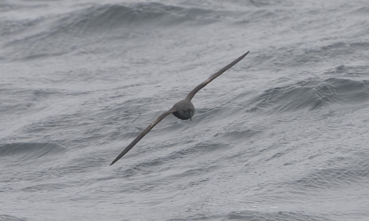 Leach's Storm-Petrel (Chapman's) - ML30208721