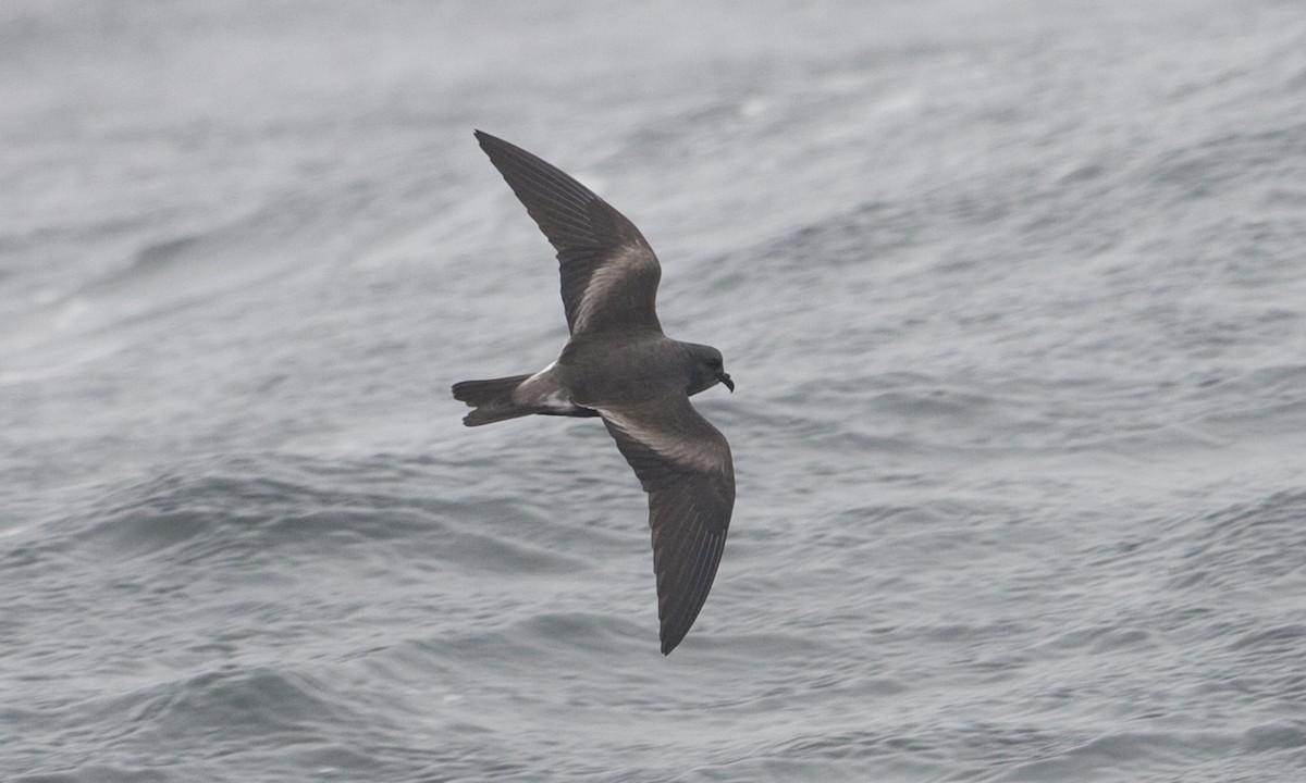 Leach's Storm-Petrel (Chapman's) - Brian Sullivan