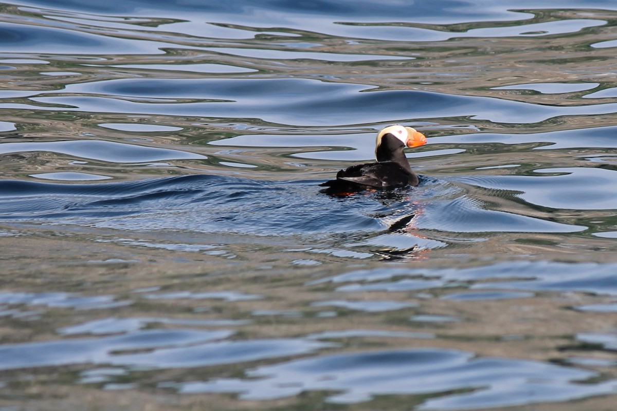 Tufted Puffin - Janet Washbon