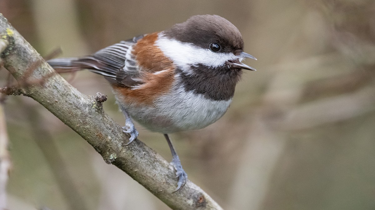 Chestnut-backed Chickadee - ML302088991