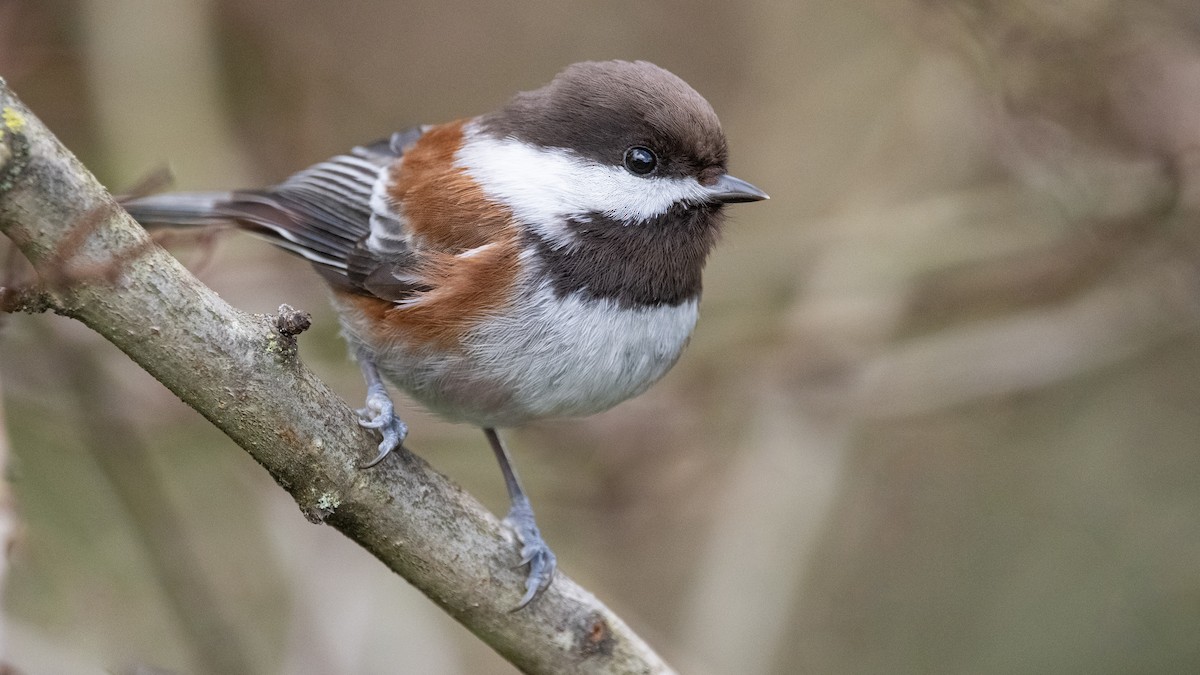 Chestnut-backed Chickadee - Mason Maron
