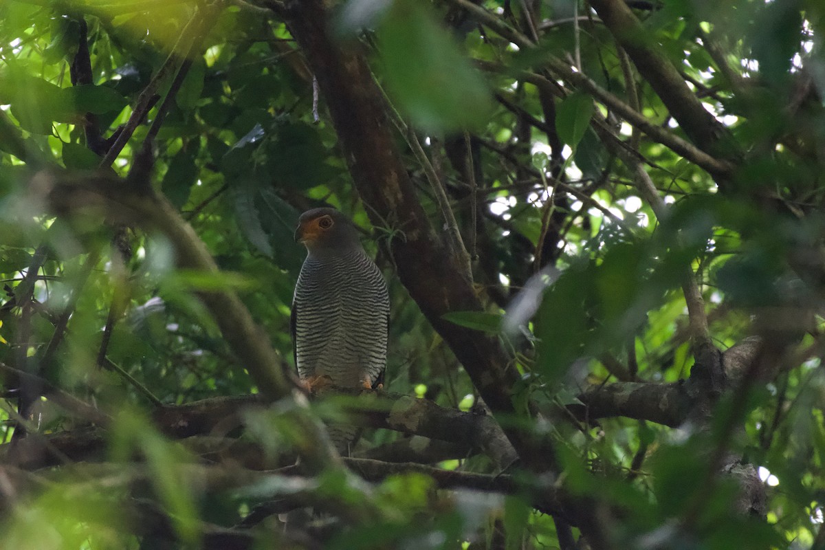 Barred Forest-Falcon - ML302089171