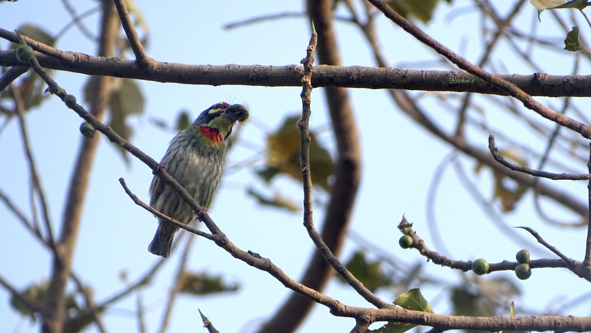 Coppersmith Barbet - SOHINI GHOSH