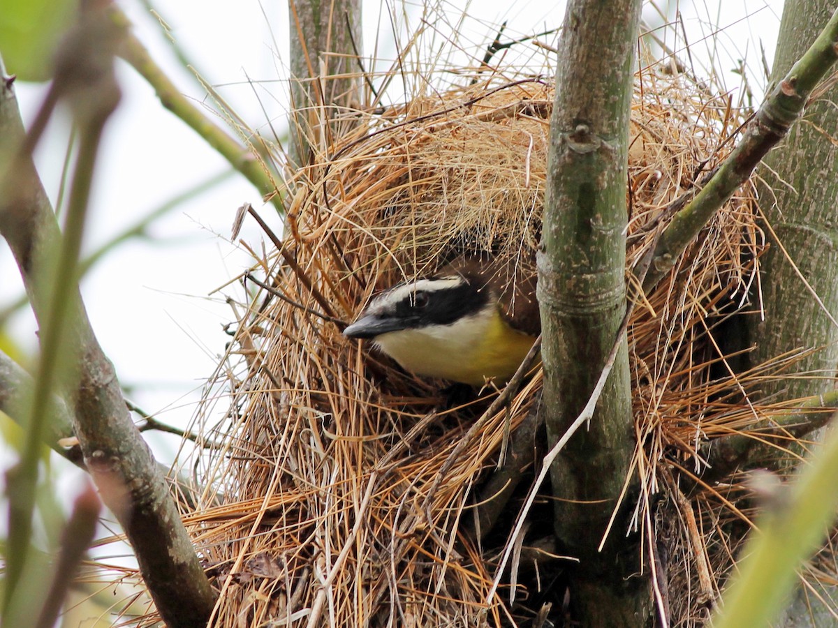 Great Kiskadee