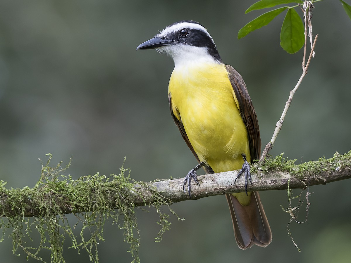 Great Kiskadee