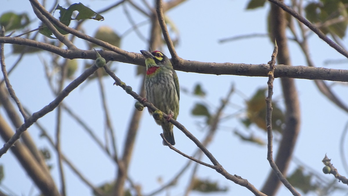 Coppersmith Barbet - SOHINI GHOSH