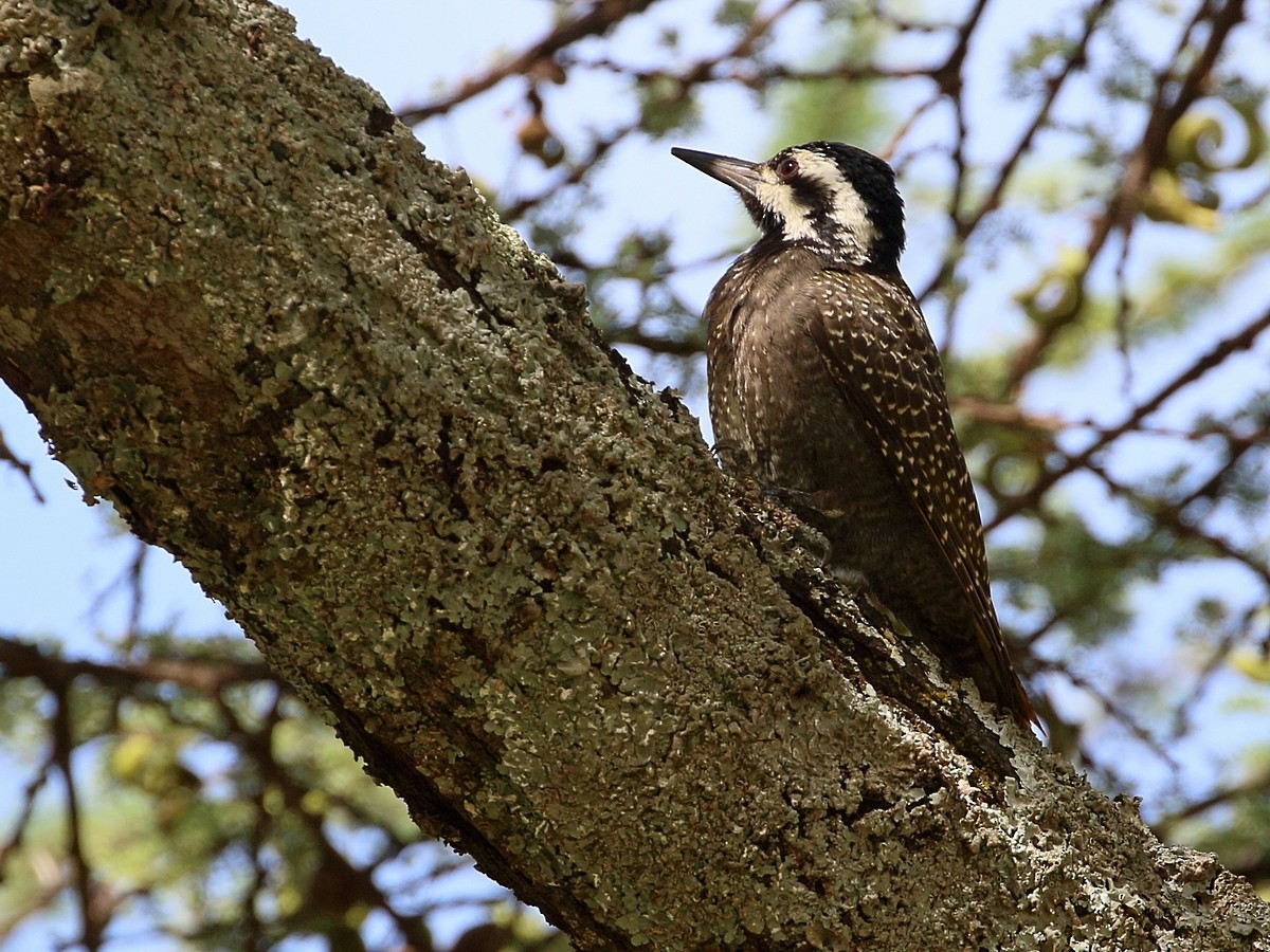 Bearded Woodpecker - ML302090801