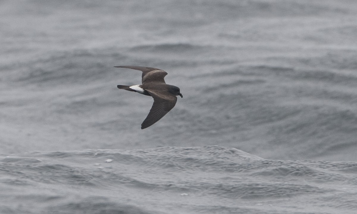 Townsend's Storm-Petrel - ML30209121