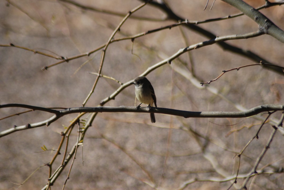 Dusky Flycatcher - ML302092161