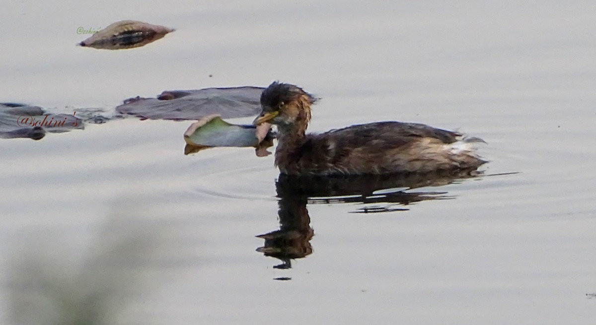 Little Grebe - ML302092811