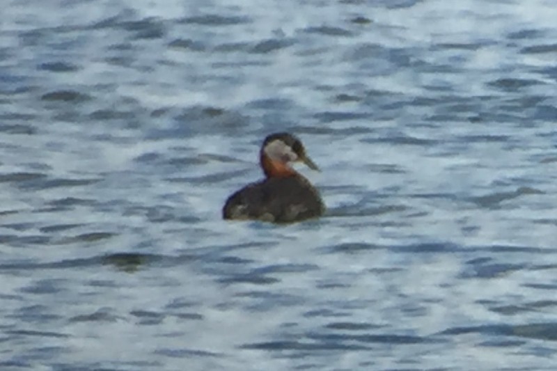 Red-necked Grebe - ML30209391