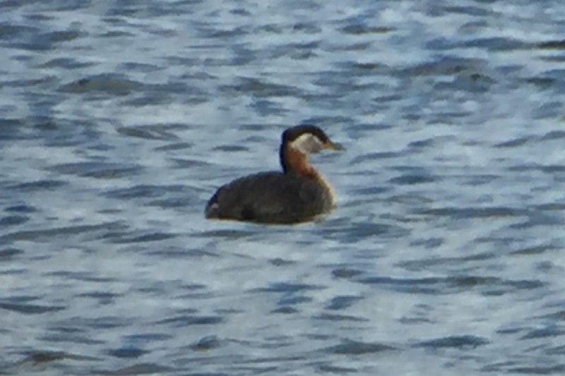 Red-necked Grebe - ML30209401