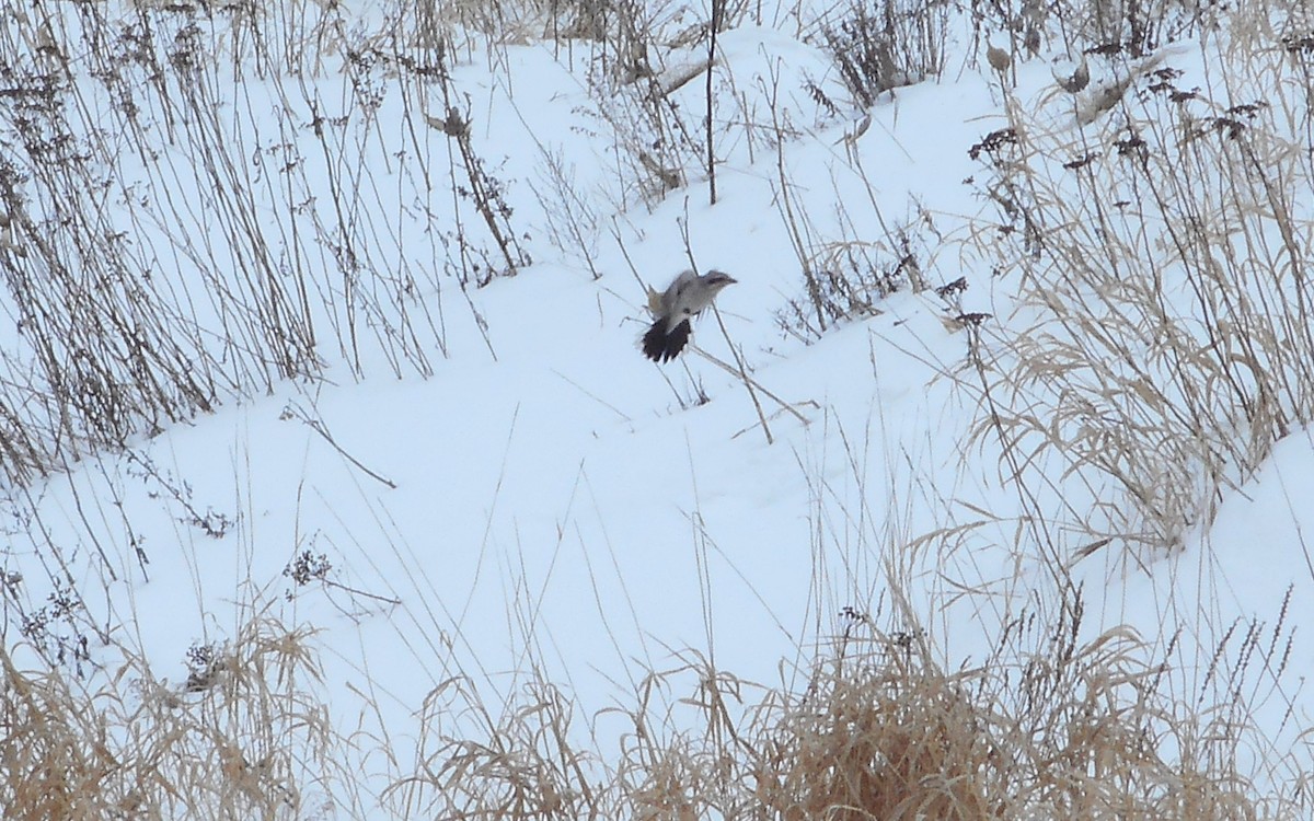 Northern Shrike - ML302094481